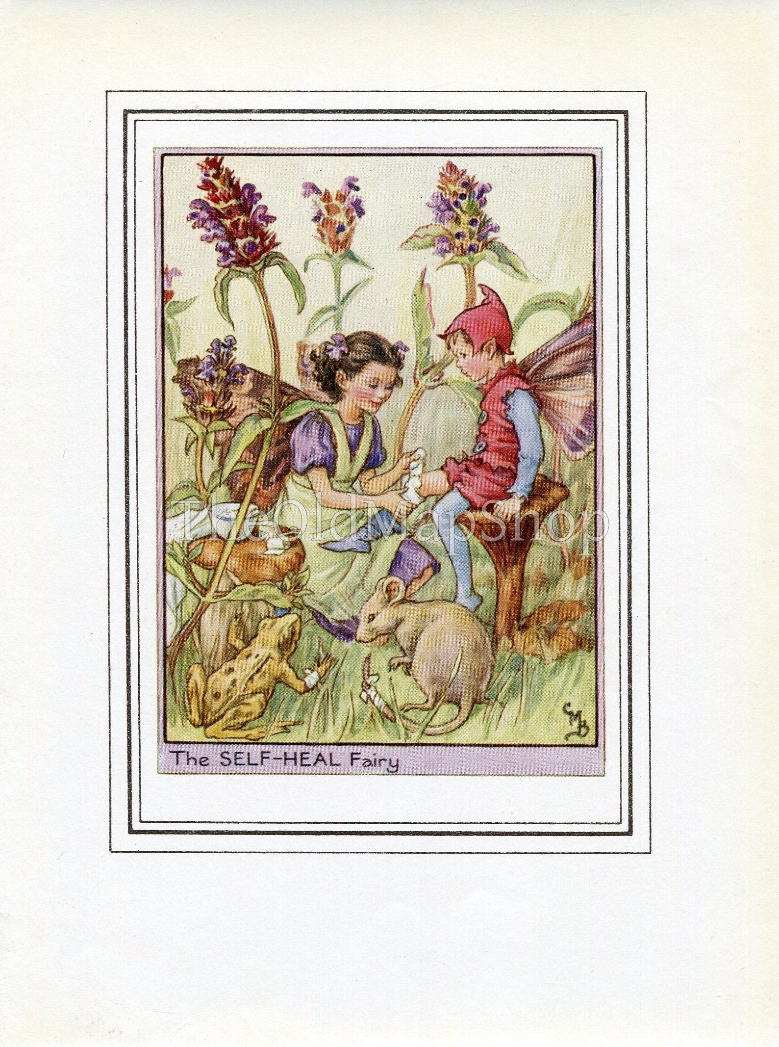 Self-Heal Flower Fairy 1950's Vintage Print Cicely Barker Wayside Book Plate W032