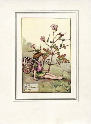 Herb Robert Flower Fairy 1930's Vintage Print Cicely Barker Summer Book Plate S005