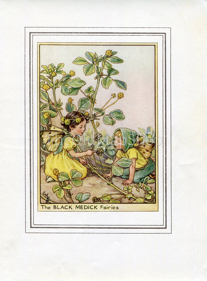 Black Medick Flower Fairy 1950's Vintage Print Cicely Barker Wayside Book Plate W023
