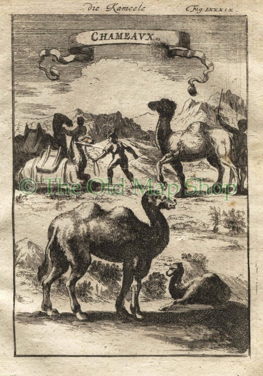 1719 Manesson Mallet "Chameaux" Camels, Africa, Antique Print