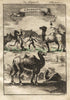1719 Manesson Mallet "Chameaux" Camels, Africa, Antique Print