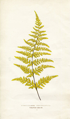 Edward Joseph Lowe Fern (Gymnogramma Chrysophylla) Antique Botanical Print 1856