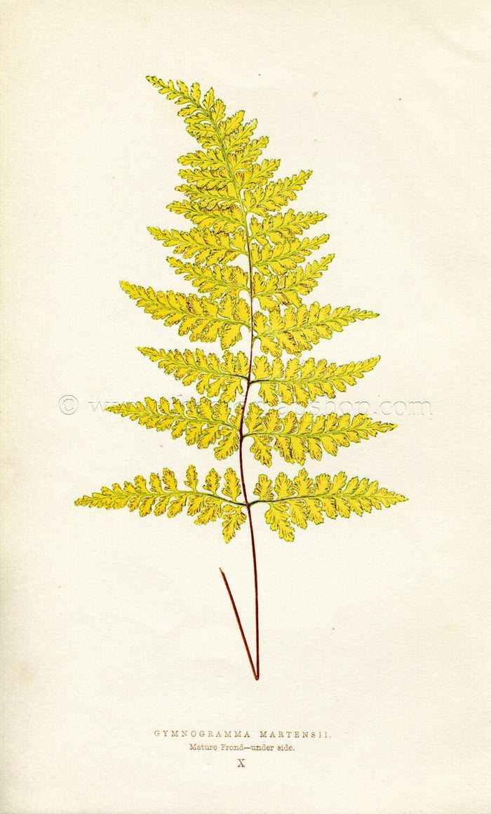 Edward Joseph Lowe Fern (Gymnogramma Martensii) Antique Botanical Print 1856