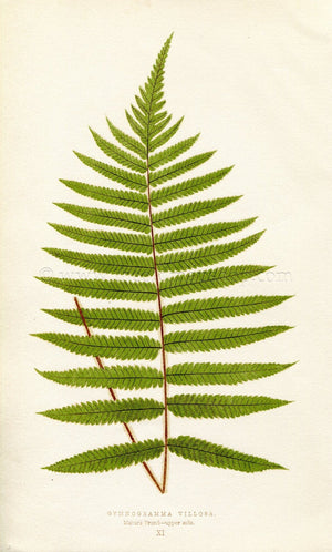 Edward Joseph Lowe Fern (Gymnogramma Villosa) Antique Botanical Print 1856