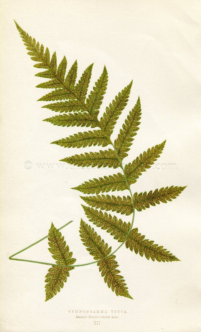 Edward Joseph Lowe Fern (Gymnogramma Totta) Antique Botanical Print 1856