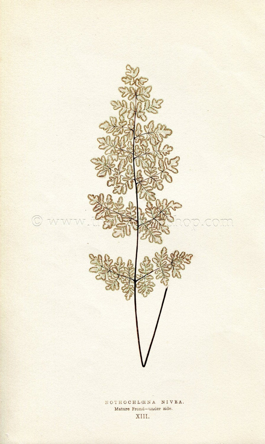Edward Joseph Lowe Fern (Nothochloena Nivea) Antique Botanical Print 1856