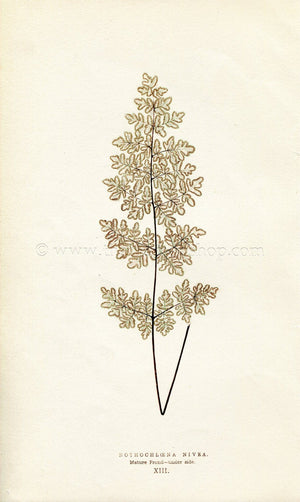 Edward Joseph Lowe Fern (Nothochloena Nivea) Antique Botanical Print 1856