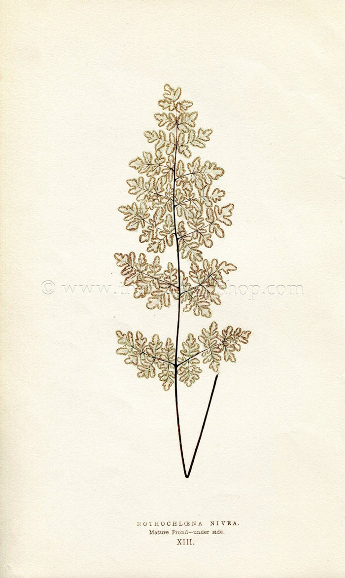 Edward Joseph Lowe Fern (Nothochloena Nivea) Antique Botanical Print 1856