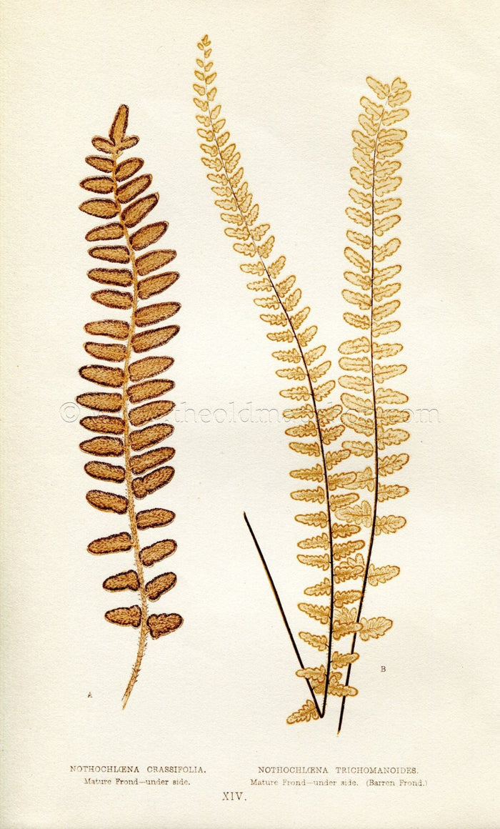 Edward Joseph Lowe Fern (Nothochloena Crassifolia & Trichomanoides) Antique Botanical Print 1856