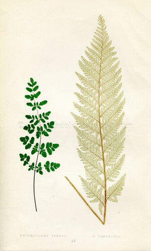 Edward Joseph Lowe Fern (Nothochloena Tenera & N. Tomentosa) Antique Botanical Print 1856