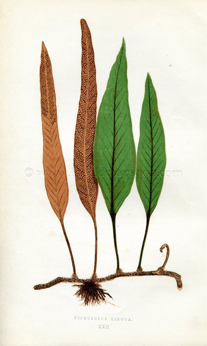 Edward Joseph Lowe Fern (Niphobolus Lingua) Antique Botanical Print 1856