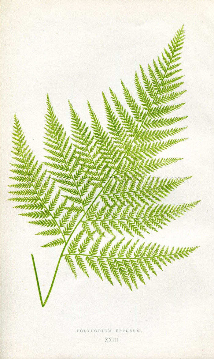 Edward Joseph Lowe Fern (Polypodium Effusum) Antique Botanical Print 1856