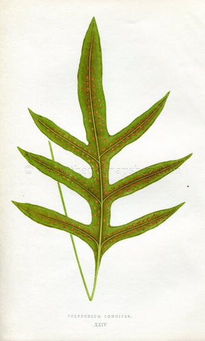 Edward Joseph Lowe Fern (Polypodium Longipes) Antique Botanical Print 1856