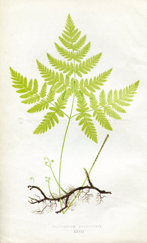 Edward Joseph Lowe Fern (Polypodium Dryopteris) Antique Botanical Print 1856