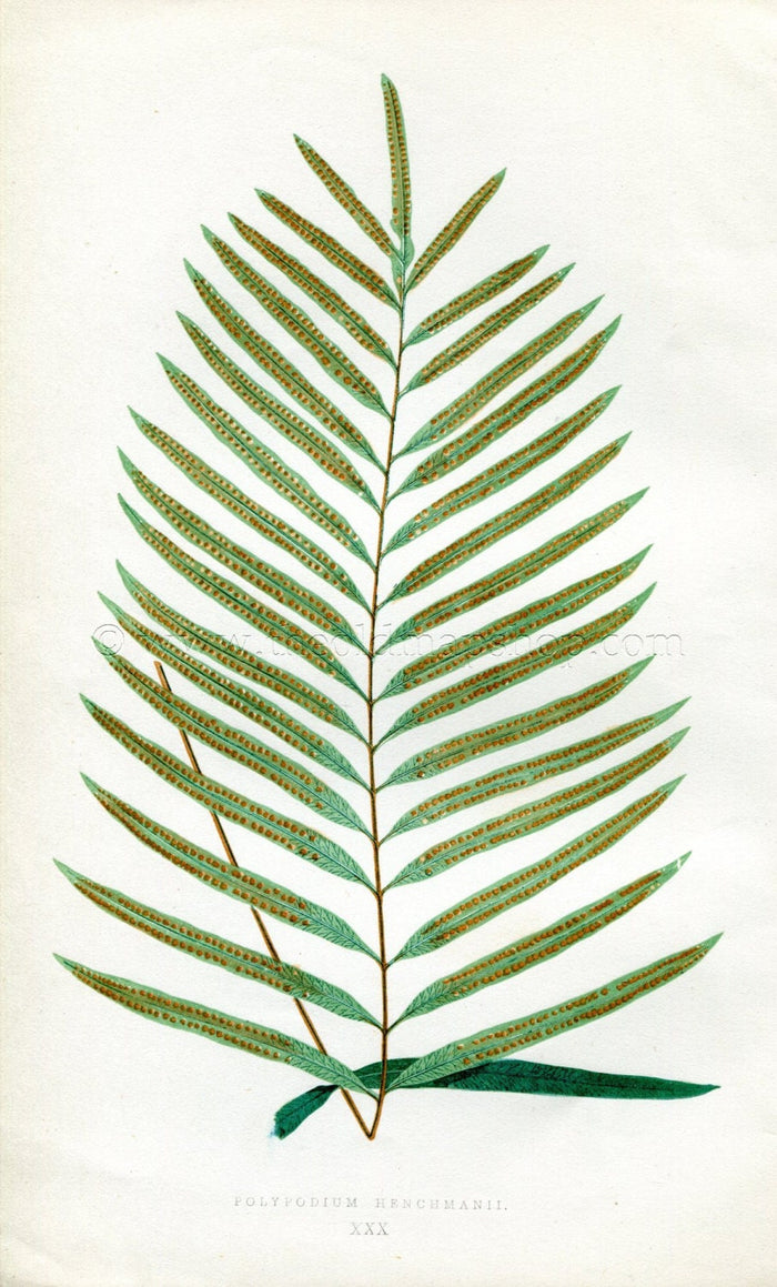 Edward Joseph Lowe Fern (Polypodium Henchmanii) Antique Botanical Print 1856