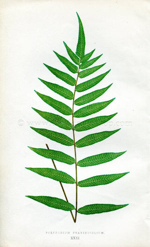 Edward Joseph Lowe Fern (Polypodium Fraxinifolium) Antique Botanical Print 1856