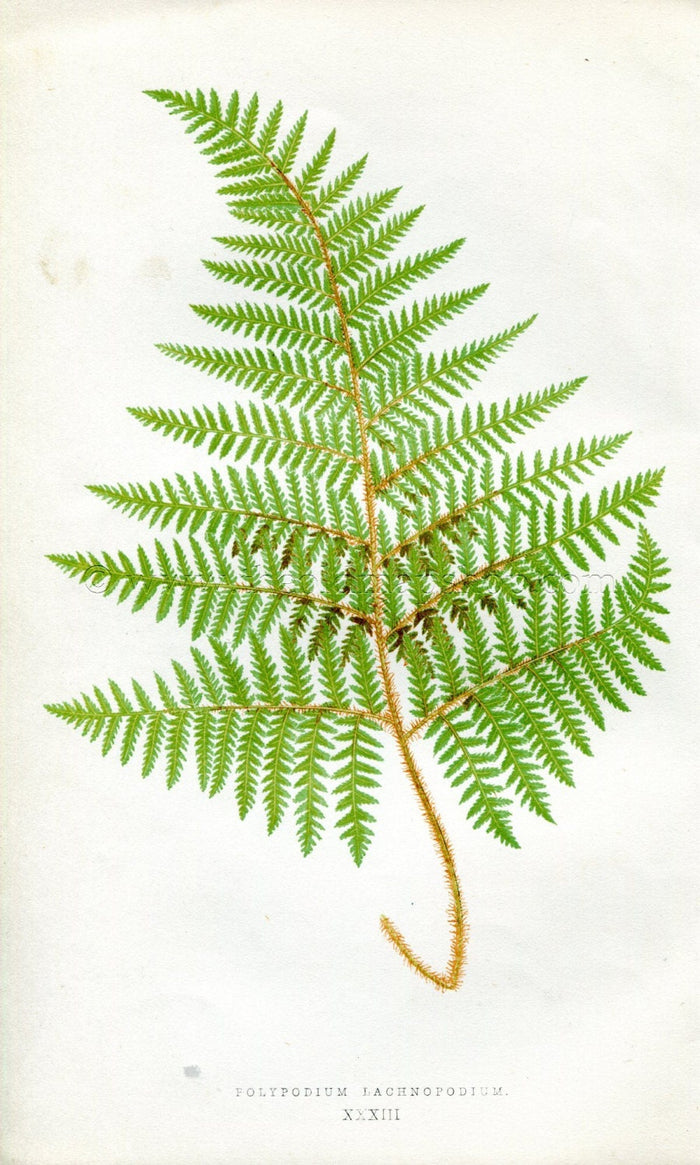 Edward Joseph Lowe Fern (Polypodium Lachnopodium) Antique Botanical Print 1856