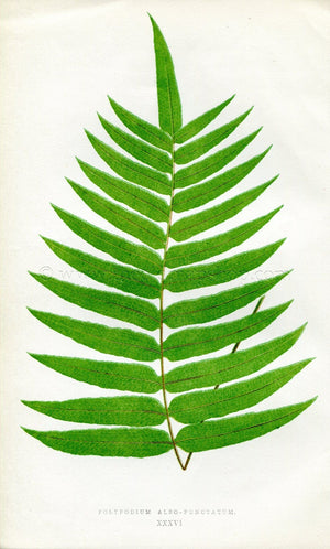 Edward Joseph Lowe Fern (Polypodium Albo-Punctatum) Antique Botanical Print 1856