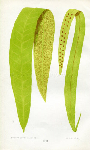 Edward Joseph Lowe Fern (Polypodium Irioides & P. Fortuni) Antique Botanical Print 1856