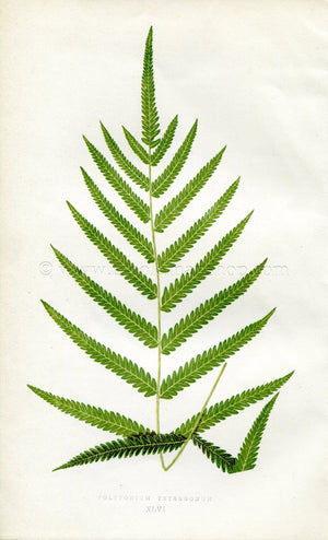 Edward Joseph Lowe Fern (Polypodium Tetragonum) Antique Botanical Print 1856