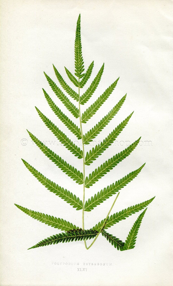 Edward Joseph Lowe Fern (Polypodium Tetragonum) Antique Botanical Print 1856