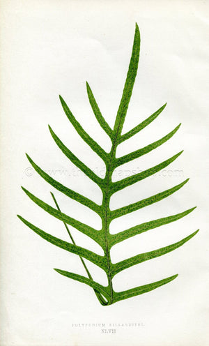 Edward Joseph Lowe Fern (Polypodium Billardieri) Antique Botanical Print 1856