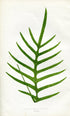 Edward Joseph Lowe Fern (Polypodium Billardieri) Antique Botanical Print 1856