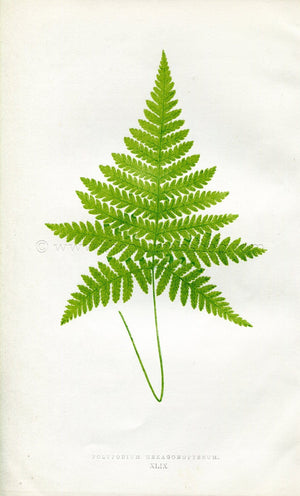 Edward Joseph Lowe Fern (Polypodium Haxagonopterum) Antique Botanical Print 1856