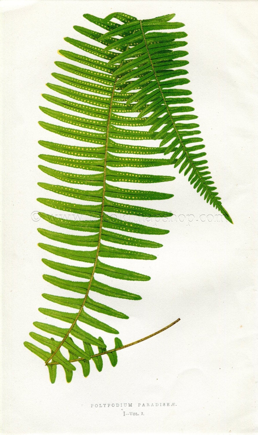 Edward Joseph Lowe Fern (Polypodium Paradiseae) Antique Botanical Print 1858