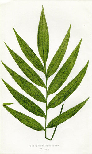 Edward Joseph Lowe Fern (Polypodium Decurrens) Antique Botanical Print 1858
