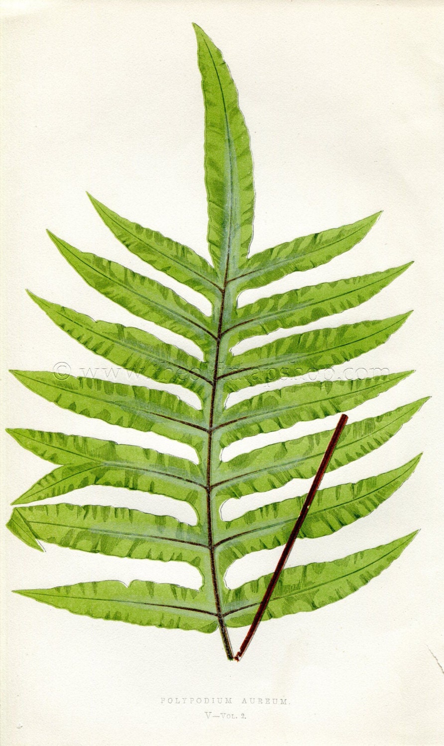 Edward Joseph Lowe Fern (Polypodium Aureum) Antique Botanical Print 1858