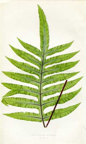 Edward Joseph Lowe Fern (Polypodium Aureum) Antique Botanical Print 1858