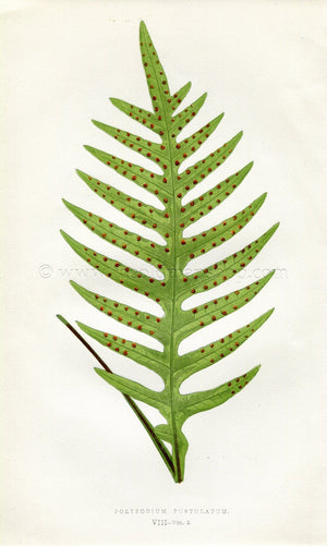 Edward Joseph Lowe Fern (Polypodium Pustulatum) Antique Botanical Print 1858