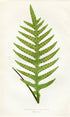 Edward Joseph Lowe Fern (Polypodium Pustulatum) Antique Botanical Print 1858