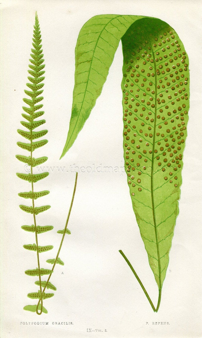Edward Joseph Lowe Fern (Polypodium Gracilis & P. Repens) Antique Botanical Print 1858