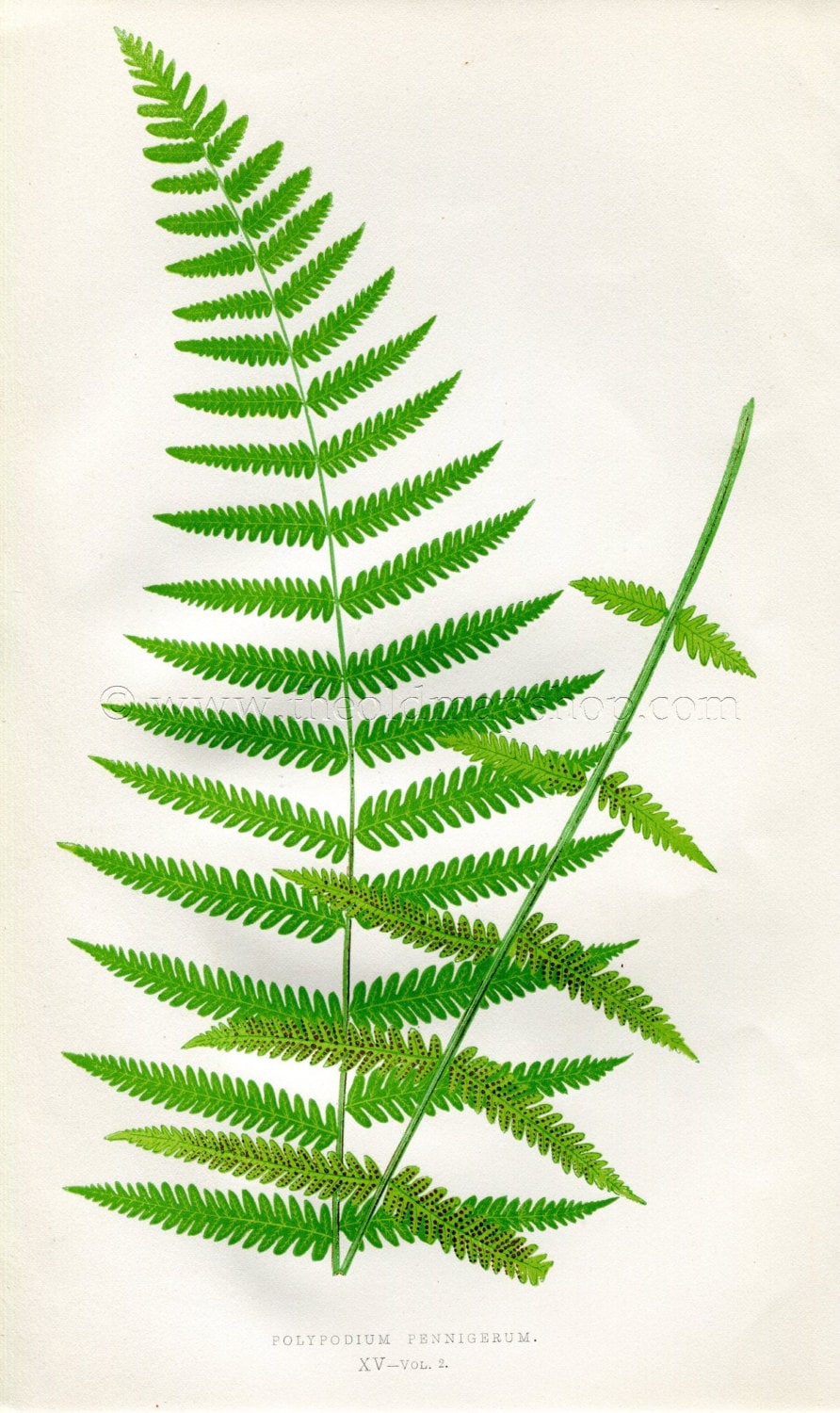 Edward Joseph Lowe Fern (Polypodium Pennigerum) Antique Botanical Print 1858
