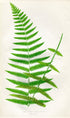 Edward Joseph Lowe Fern (Polypodium Pennigerum) Antique Botanical Print 1858