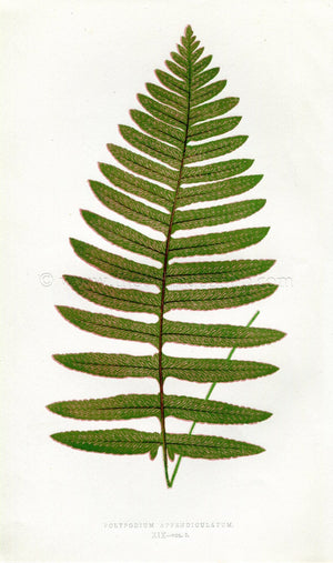 Edward Joseph Lowe Fern (Polypodium Appendioulatum) Antique Botanical Print 1858