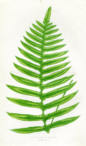 Edward Joseph Lowe Fern (Polypodium Vacillans) Antique Botanical Print 1858