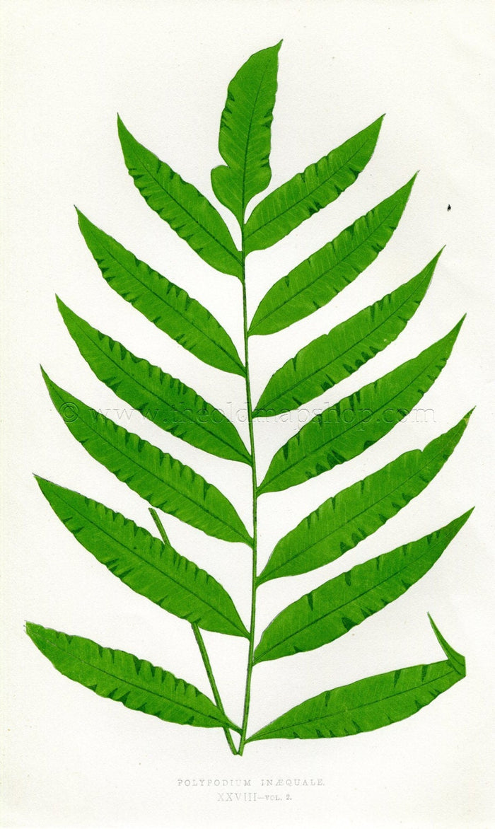 Edward Joseph Lowe Fern (Polypodium Inaequale) Antique Botanical Print 1858