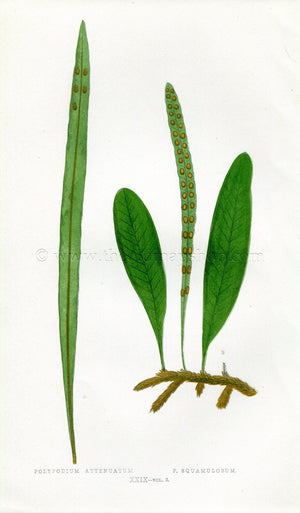 Edward Joseph Lowe Fern (Polypodium Attenuatum & P. Squamulosum) Antique Botanical Print 1858