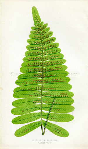 Edward Joseph Lowe Fern (Polypodium Glaucum) Antique Botanical Print 1858