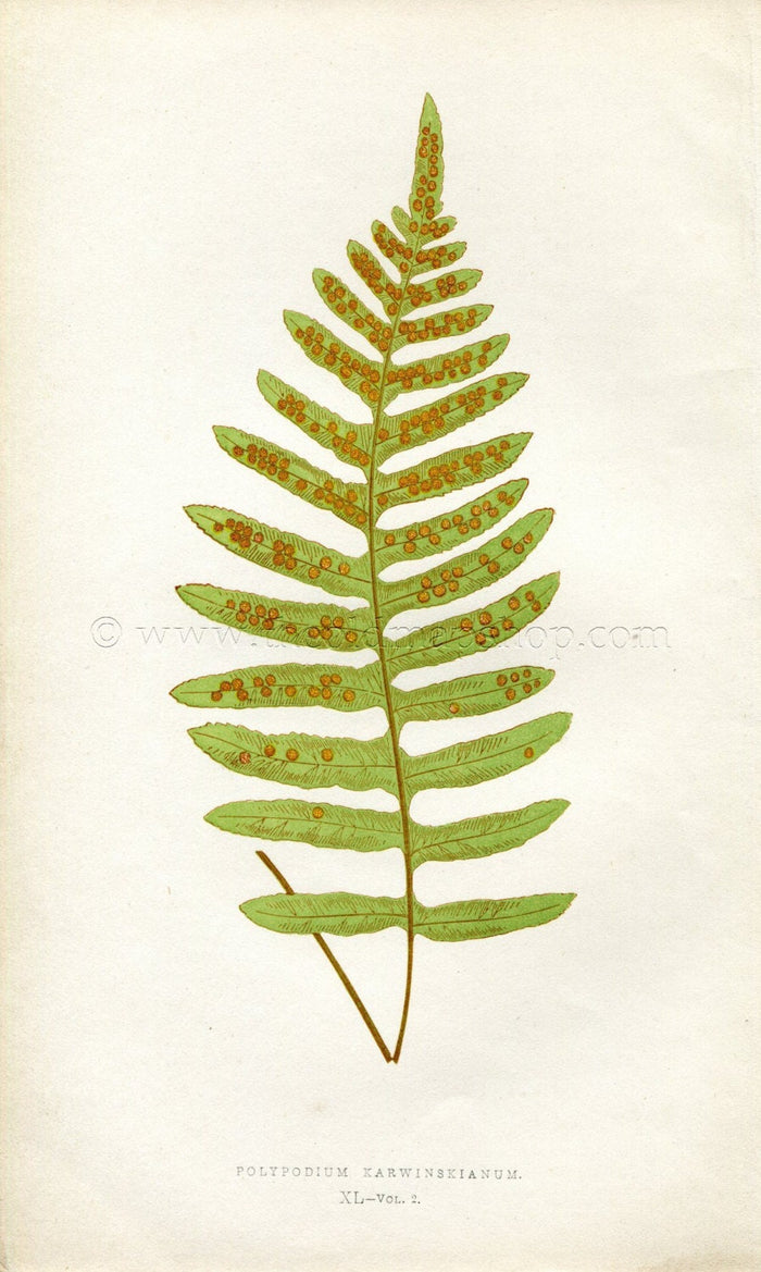 Edward Joseph Lowe Fern (Polypodium Karwinskianum) Antique Botanical Print 1858
