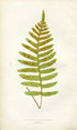 Edward Joseph Lowe Fern (Polypodium Karwinskianum) Antique Botanical Print 1858