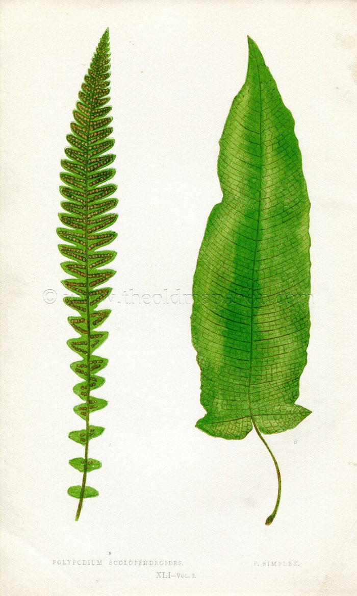Edward Joseph Lowe Fern (Polypodium Scolopendeoides & P. Simplex) Antique Botanical Print 1858