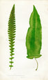 Edward Joseph Lowe Fern (Polypodium Scolopendeoides & P. Simplex) Antique Botanical Print 1858