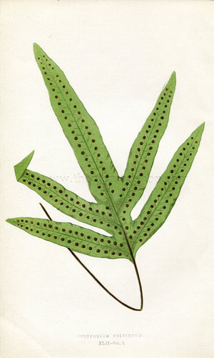 Edward Joseph Lowe Fern (Polypodium Peltideum) Antique Botanical Print 1858