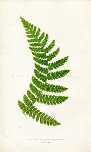 Edward Joseph Lowe Fern (Polypodium Spectabile-Pinna) Antique Botanical Print 1858