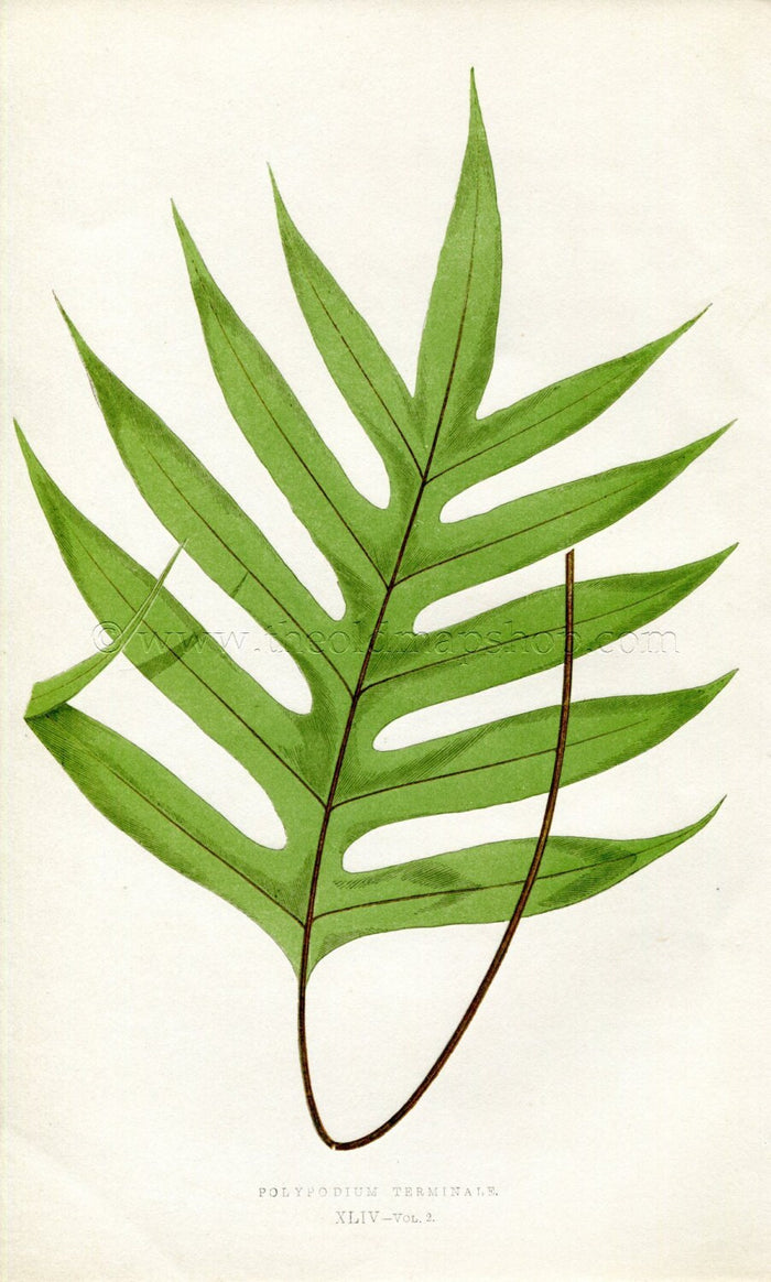 Edward Joseph Lowe Fern (Polypodium Terminale) Antique Botanical Print 1858