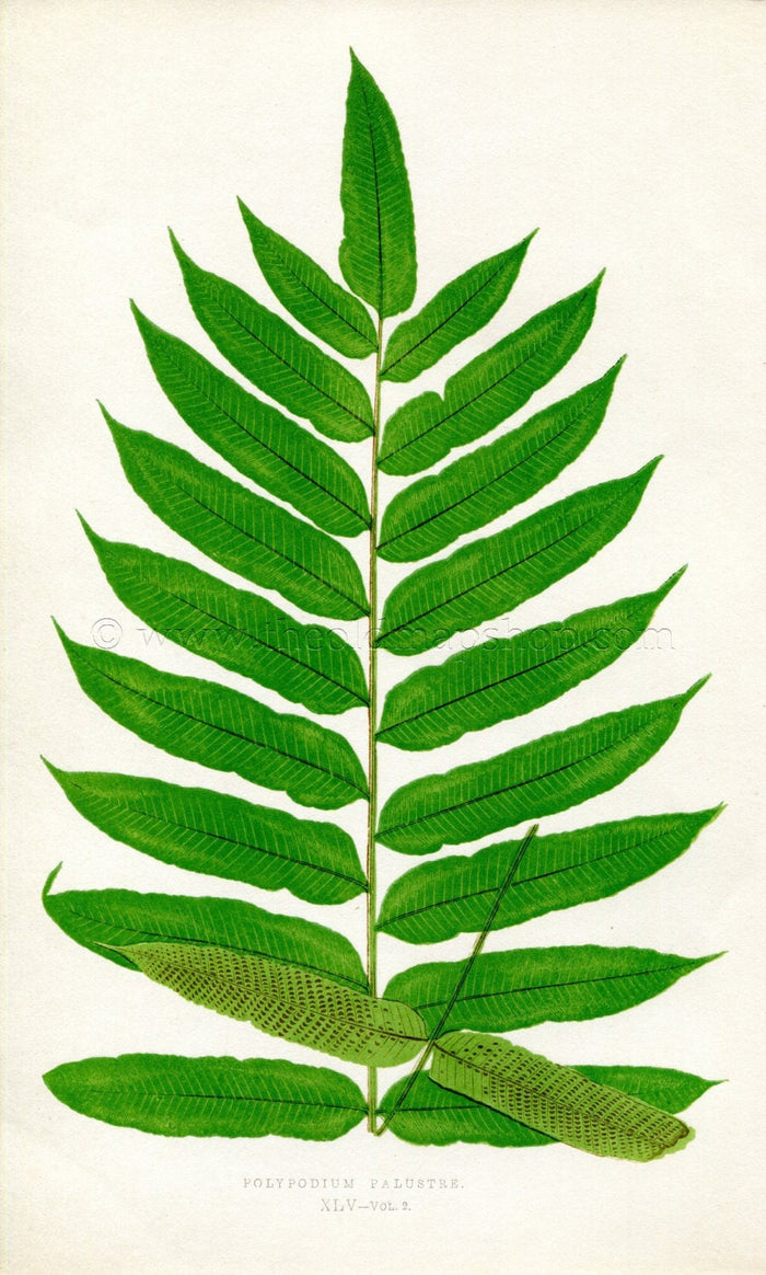 Edward Joseph Lowe Fern (Polypodium Palustre) Antique Botanical Print 1858